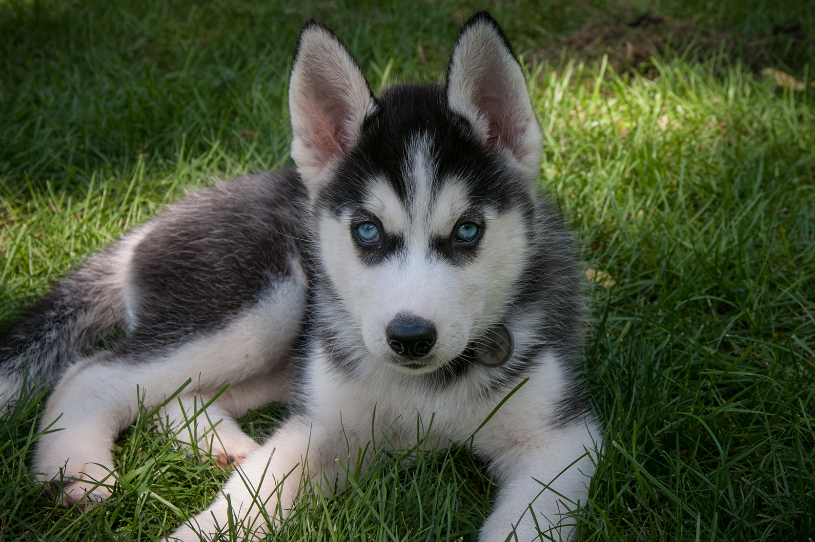 husky puppy