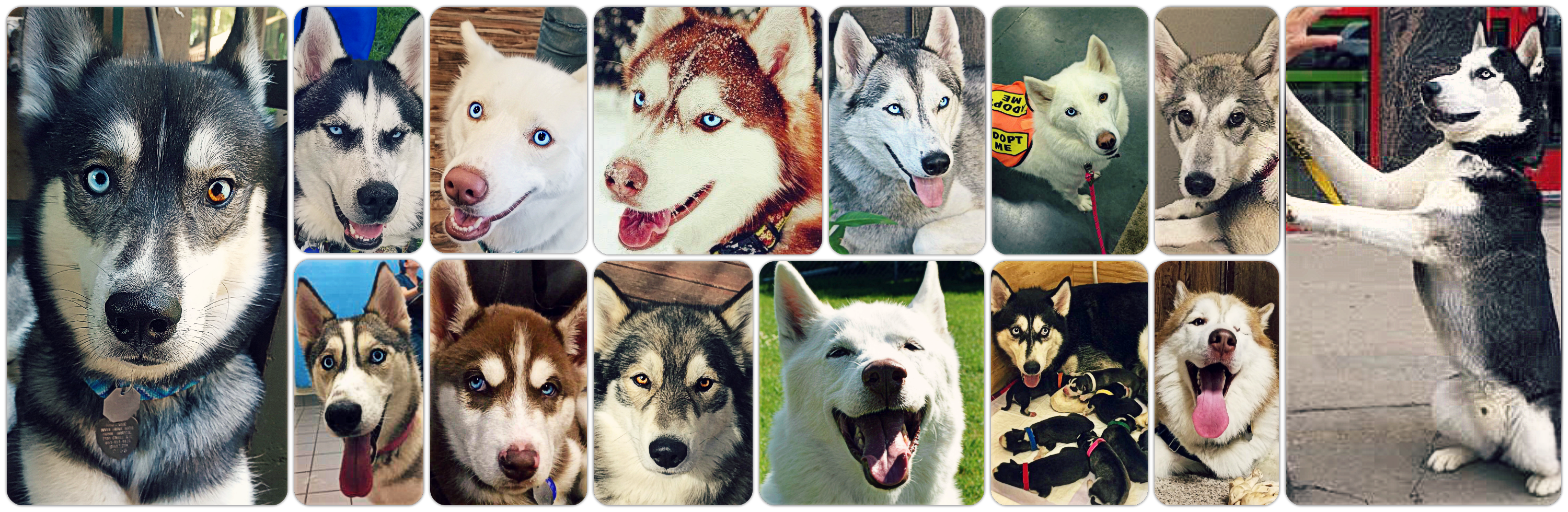 are huskies among restrchives