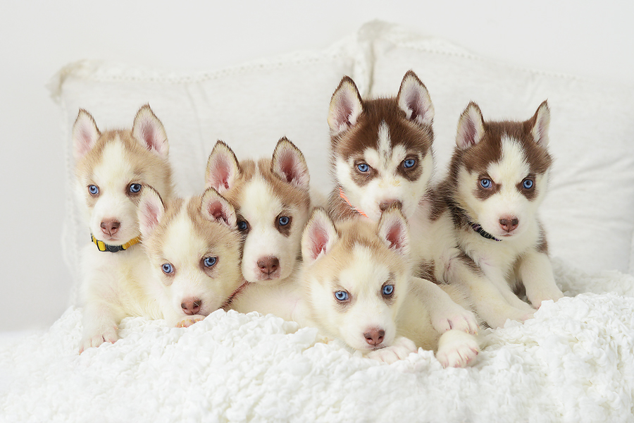 Huskies for best sale free near me